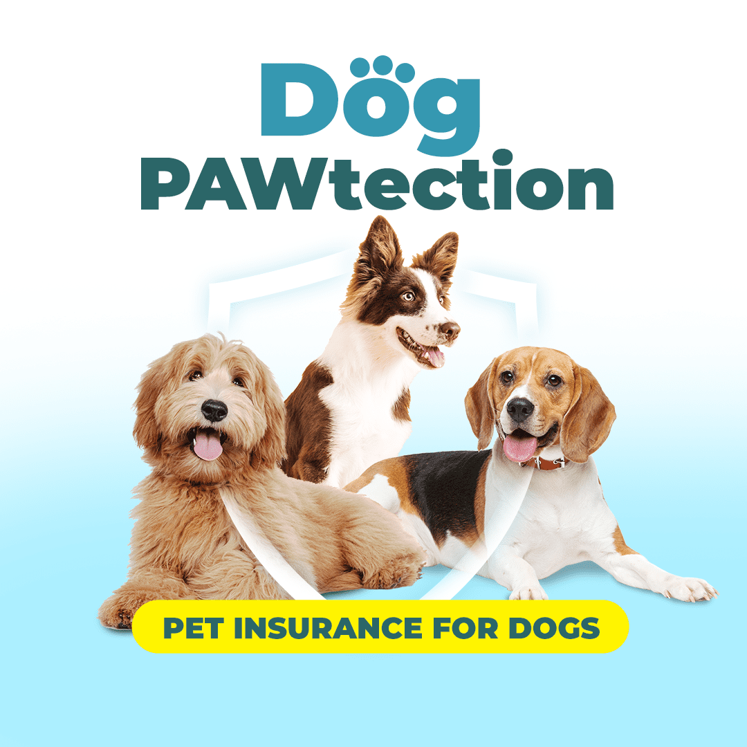 Dog PAWtection - Metropolitan Insurance Company Inc. (MICI)